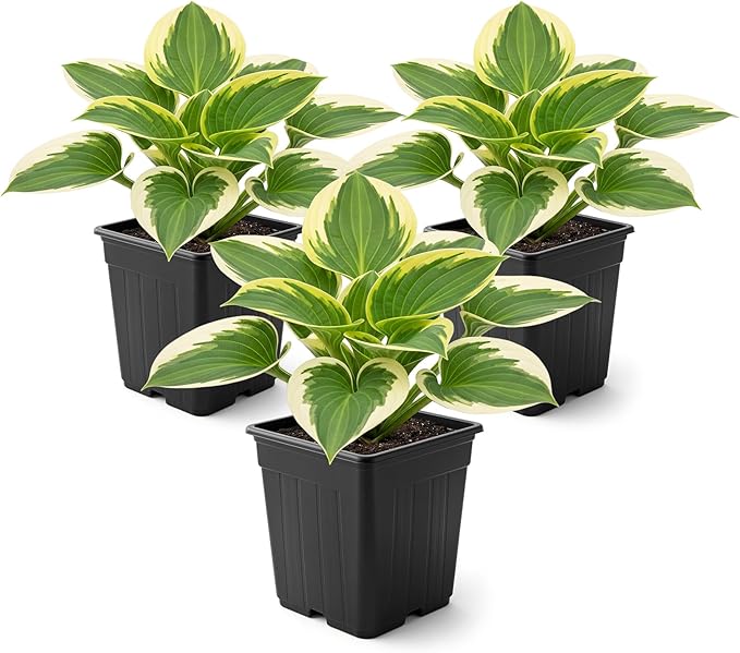 Live Perennial Hosta - Bedazzled (3 Plants Per Pack) Beautiful Accent Plant, 10" Tall by 4" Wide in 1 Qt Pot