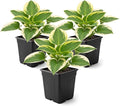 Live Perennial Hosta - Bedazzled (3 Plants Per Pack) Beautiful Accent Plant, 10" Tall by 4" Wide in 1 Qt Pot