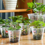 RAOOKIF 30 Pack 5/6/7 Inch Reinforced Clear Nursery Pots with Drainage Holes, Nursery Pots for Plants Variety Pack, Transparent Plastic Plant Pots for Seedlings, Seed Starters