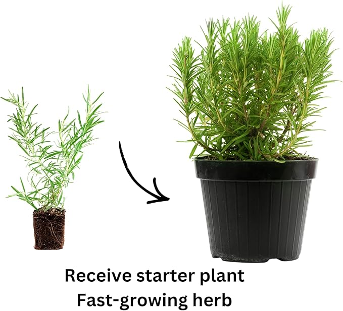 Live Rosemary Plants in 4'' Pot, Fragrant Upright Rosemary Starter 4-8 Inches, Hardy Outdoor Plant for Garden, Patio and Containers