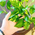 Perfect Plants Golden Pothos in 6 in. Grower's Pot | Epipremnum aureum Devil's Ivy | Easy Care Houseplant | Perfect for Low to Moderate Light Conditions | Air Purifying