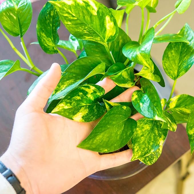 Perfect Plants Golden Pothos in 6 in. Grower's Pot | Epipremnum aureum Devil's Ivy | Easy Care Houseplant | Perfect for Low to Moderate Light Conditions | Air Purifying