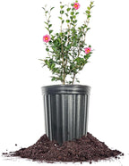 PERFECT PLANTS Kanjiro Camellia Shrub 1 Gallon | Live Plant for Outdoor Planting | Hot Pink Flowers with Evergreen Foliage | Perfect for Sun or Shade Garden