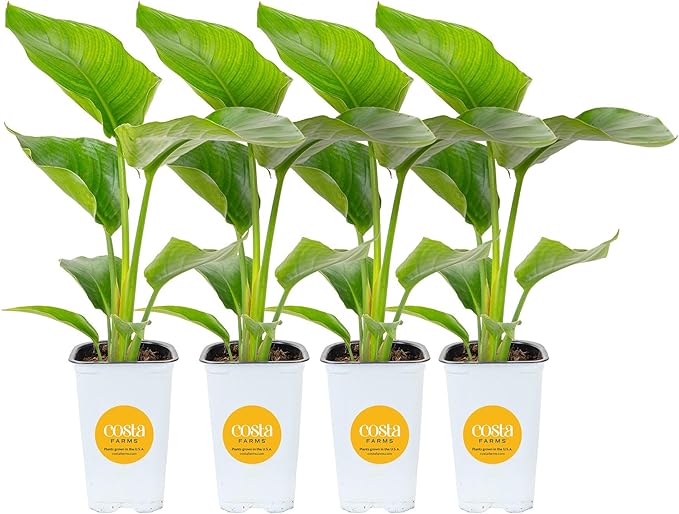Costa Farms White Bird of Paradise Live Plant in Plastic Pot, Small Indoor Houseplant, Perfect for Home, Room, or Office Decor, Great House Warming or Birthday Gift, 16-24 Inches Tall