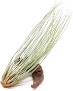 Large Juncea Air Plants 8 to 10 Inches - Live Succulent House Plants - Available in Wholesale and Bulk - Home and Garden Decor - Easy Care Indoor & Outdoor Air Plant (Pack of 1)