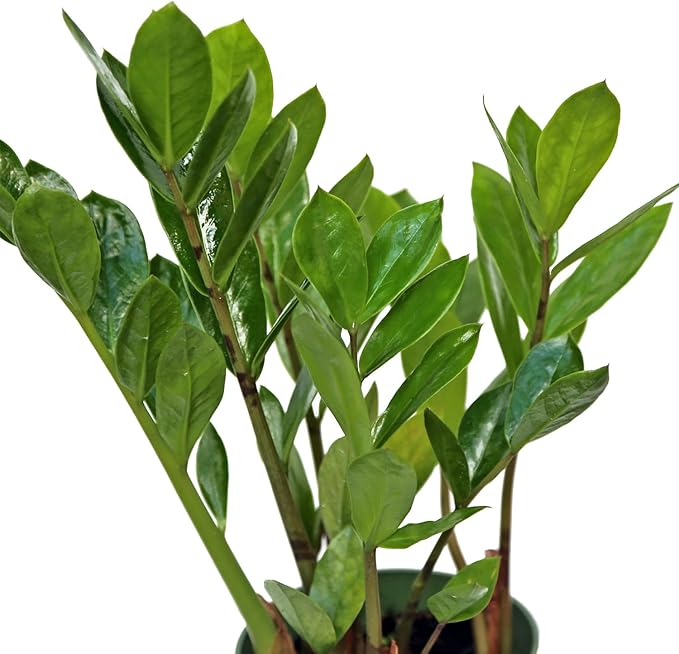 Live Zamioculcas Zamiifolia, ZZ Plant, Christmas Gift Houseplant, Birthday Good Luck Tree Gift, Plant Lover Gift, Indoor Potted Plant, Evergreen Plant Gift in 4" Pot