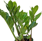 Live Zamioculcas Zamiifolia, ZZ Plant, Christmas Gift Houseplant, Birthday Good Luck Tree Gift, Plant Lover Gift, Indoor Potted Plant, Evergreen Plant Gift in 4" Pot