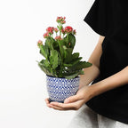 Selamica Ceramic Plant Pots, 4.6 Inch Flower Pots for Indoor Plants, Succulent Pots with Drainage Hole & Saucer, Succulent Planters for Succulent Cactus, Home Decor, Set of 4, Vintage Blue