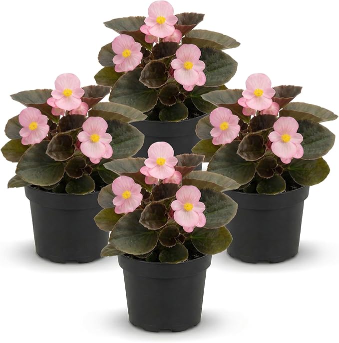 Live Begonia - Dark Leaf Cocktail Pink (4 Per Pack), Beautiful Shade Annual, Ships 8" Tall by 4" Wide in 1 Pt Pot