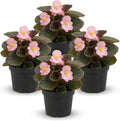 Live Begonia - Dark Leaf Cocktail Pink (4 Per Pack), Beautiful Shade Annual, Ships 8" Tall by 4" Wide in 1 Pt Pot