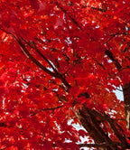 Large Two Pack of American Red Maple Shade Trees - 2 Live Plants Shipped 5 to 6 Feet Tall by DAS Farms