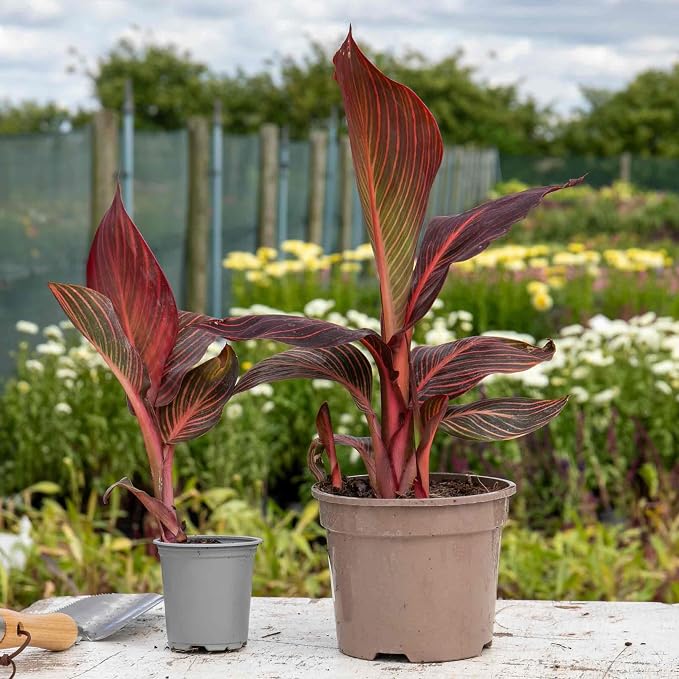 10 Tropicana Canna Lily Seeds - Exotic Foliage Perennial Flower for Home Garden Yard Planting