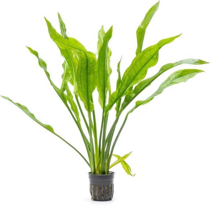 SubstrateSource Amazon Sword Echinodorus Bleheri Live Plant for Freshwater Aquariums, Natural Fish Tank Decorations, and Aquatic Decor (1 Pot (2-3 Plants))