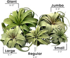 ragnaroc Air Plants - Tillandsia Xerographica, Small 2-3” - 5ct - Live Arrival Gauranteed - House Plants for Home Decor & Gift