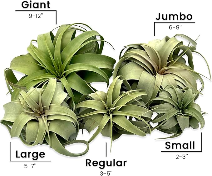 ragnaroc Live Air Plant - Tillandsia Xerographica, Jumbo 6-9” – 1 ct - Ideal for Gifts & Presents, Live Indoor Plants & Live House-Plants – Live Plants for Home décor