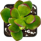 Sprout N Green Dwarf Jade - 2-3" Tall Crassula Ovata Crosby's Compact, Rare Cute Succulent Plant Fully Rooted in 2" Pot, Keep Away from Pets, Easy to Care
