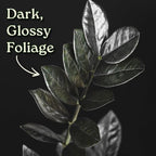 Live Raven ZZ Plant – Black Zamioculcas Zamiifolia, 6" Nursery Pot, 14–18" Tall – Rare Tropical Indoor Houseplant with Deep Purple-Black Foliage – Low Light & Low Maintenance