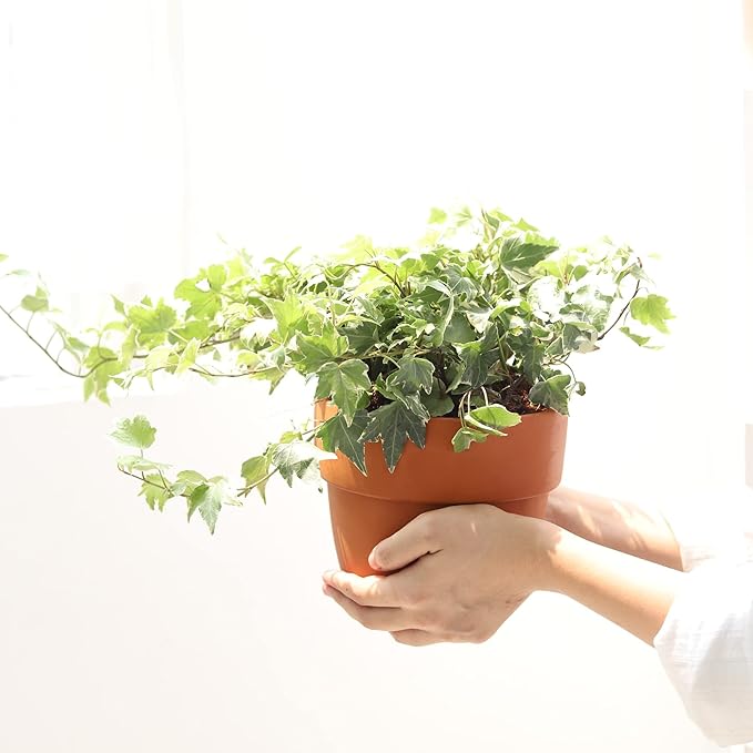 Golden English Ivy (4" Grower Pot) - Air Purifying and Live Healthy Houseplant - Easy to Grow, Easy to Care Indoor Houseplant