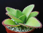 Mother of Thousands Kalanchoe Daigremontiana Mexican Hat Plant Rare Succulent cpicta (4" Plant)