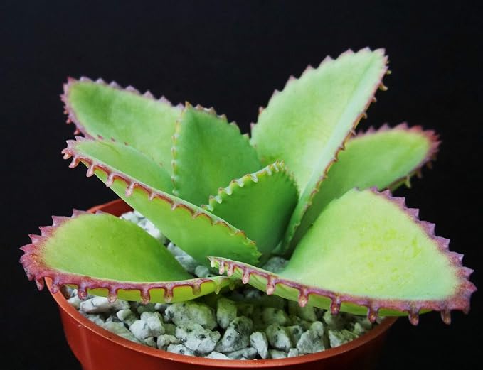 Mother of Thousands Kalanchoe Daigremontiana Mexican Hat Plant Rare Succulent cpicta (4" Plant)