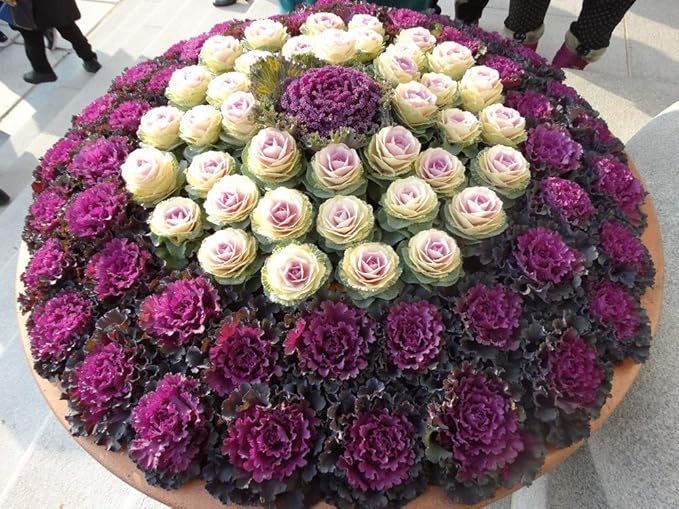 Seeds Flowering Kale Cabbage Ornamental Decorative Large-Leaved Mix Beatiful Cut Flowers for Planting Non GMO