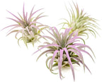 Lavender Colorful Tillandsia Air Plants - Long Lasting Color Enhanced Live Tillandsia Succulent House Plants - Home and Garden Decor - Easy Care Indoor and Outdoor Plant