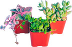 Succulents Plants Live (3-Pack) 2" Hanging Plants Starter Pack, Live Succulent Plants Fully Rooted in Planter Pots with Succulent Soil Mix by The Succulent Cult (3 Pack)