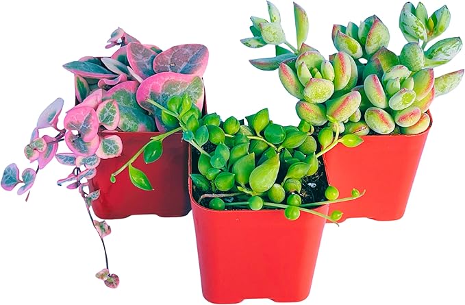 Succulents Plants Live (3-Pack) 2" Hanging Plants Starter Pack, Live Succulent Plants Fully Rooted in Planter Pots with Succulent Soil Mix by The Succulent Cult (3 Pack)