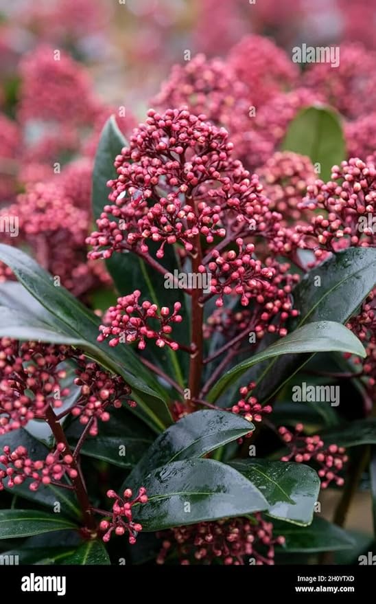 RedCrocus Japanese Skimmia Japonica Male Evergreen Shrub Shade Garden Fragrant Blooms Deer Resistant Pet Safe 2 Gallon