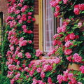 Pink Climbing Rose Live Plant, Can Grow As Rose Bushes Shrubs, Fragrant Ready to Plant, Starter Size, 5 to 10 Inc Tall, Dormant in Winter