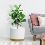 Large Plant Pots Set of 3 – 8", 9", 10" Indoor Flower Pots with Drainage Holes and Saucers, Big Planters for Monstera, Fiddle Leaf Fig, Snake Plant – 5 Colors