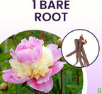 Marde Ross & Company Sorbet Peony - Rose, Pink, White, and Cream - Fluffy Bomb Variety Bare Root | Live Peony Bare Root Plant