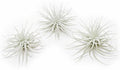 3 PCs Large Tectorum Ecuador Air Plant - Live Tillandsia Succulent House Plants - Available in Wholesale and Bulk - Home and Garden Decor - Easy Care Indoor and Outdoor Plants