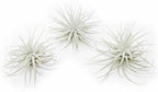 3 PCs Large Tectorum Ecuador Air Plant - Live Tillandsia Succulent House Plants - Available in Wholesale and Bulk - Home and Garden Decor - Easy Care Indoor and Outdoor Plants