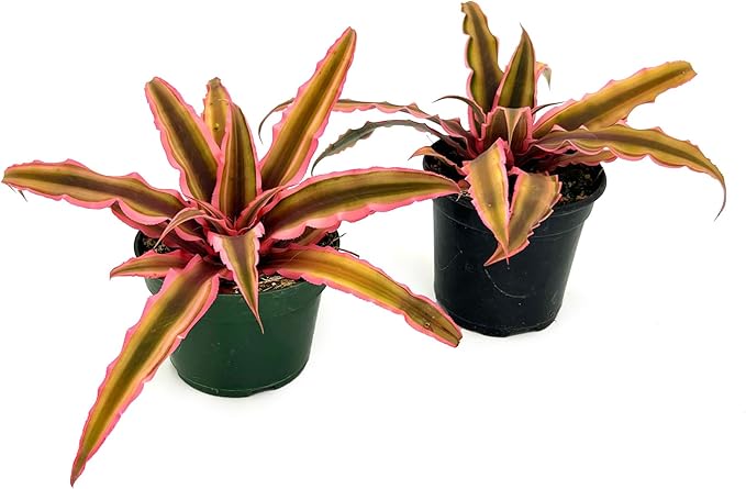 ragnaroc Live Plants – Cryptanthus ‘Pink Star‘, Jumbo 4-8" in 4" Pot - 1ct - Live Arrival Guaranteed - House Plants for Home Decor & Gift