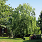Brighter Blooms - Weeping Willow Tree, 6-7 ft. - No Shipping to AZ