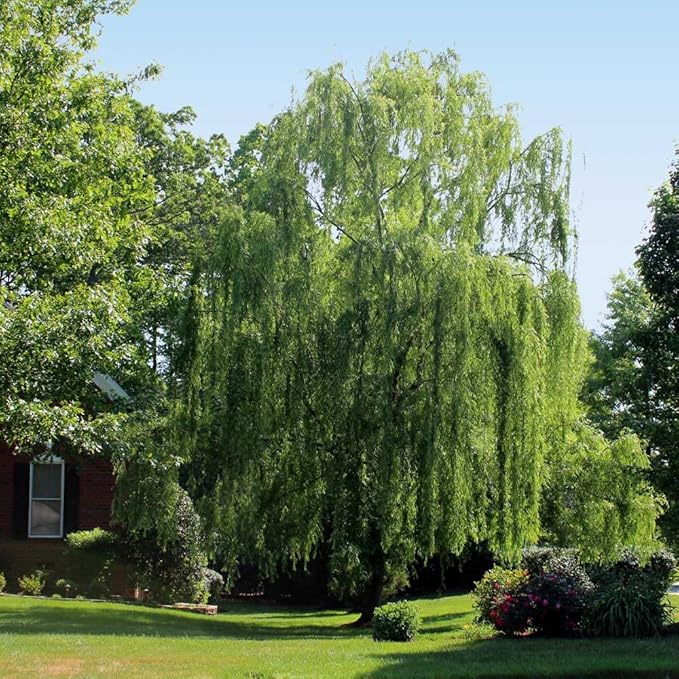 Brighter Blooms - Weeping Willow Tree, 5-6 ft. - No Shipping to AK, AZ, HI
