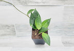 Hoya macrophylla Green Plant in 4 inch Pot Nursery Plant Pot Live Rare Exotic Tropical Indoor House Plants Easy to Grow Housewarming Gift Decoration Gift for Home or Office by 3exoticgreen