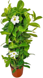 Live Mandevilla Vine Plant - Trellis - White Giant - Tropical Plants of Florida - Overall Height 36" (Plant Only)