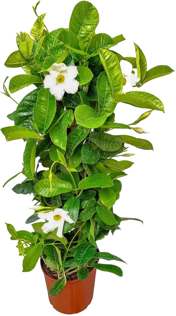Live Mandevilla Vine Plant - Trellis - White Giant - Tropical Plants of Florida - Overall Height 36" (Plant Only)