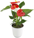 Altman Plants Red Anthurium Live Plant Decor in 4 Inch White Plastic Plant Pot, Easy to Grow Desk Plant, Easy Plant Gift, Decorative Indoor Plant, Live Anthuriums Live Plants Grown in Potting Soil Mix