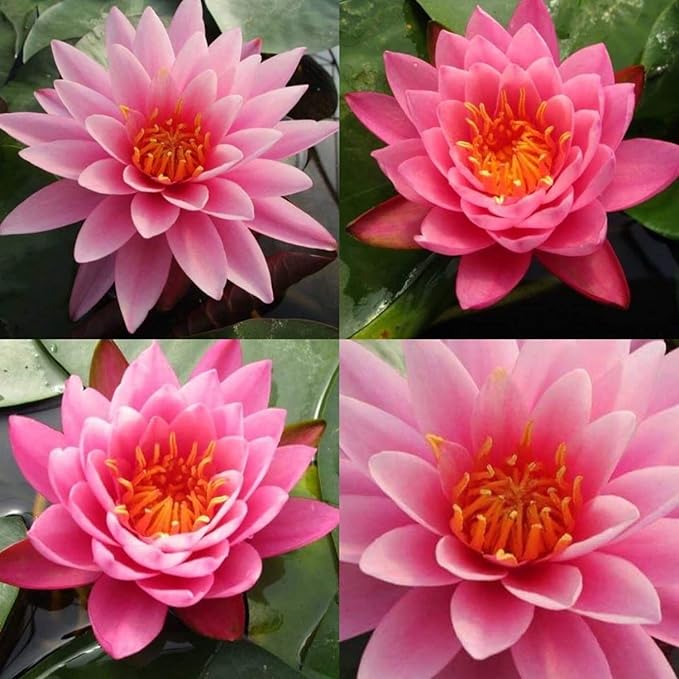 Colorado Pink Hardy Water Lily Rhizome Live Aquarium Pond Plant BUY2GET1FREE