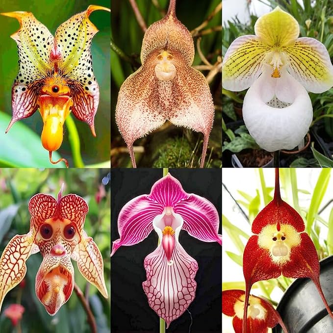 210+ Perennial Orchid Flower Seeds for Planting-Non-GMO Heirloom Plant Seeds Garden Outdoor