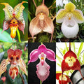 210+ Perennial Orchid Flower Seeds for Planting-Non-GMO Heirloom Plant Seeds Garden Outdoor