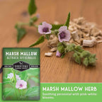 Marshmallow Seeds for Planting - Marsh Mallow Medicinal Herb, Althaea Officinalis, Traditional Root Plant for Herb Garden - Heirloom Non-GMO Open Pollinated - Survival Garden Seeds (1 Pack)