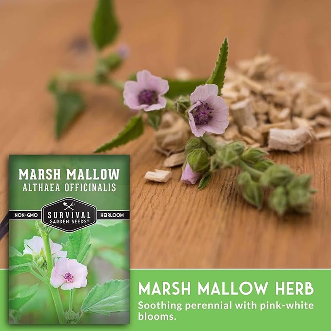 Marshmallow Seeds for Planting - Marsh Mallow Medicinal Herb, Althaea Officinalis, Traditional Root Plant for Herb Garden - Heirloom Non-GMO Open Pollinated - Survival Garden Seeds (2 Pack)