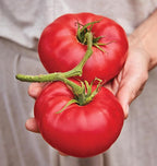 Burpee 'Mortgage Lifter' Heirloom, Beefsteak Tomato, 125 Non-GMO Seeds