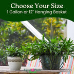 Kangaroo Paw Fern Plant - Small Fern Plants Live - Overall Height 10" to 14" - 1 Gallon Pot - Tropical Plants of Florida