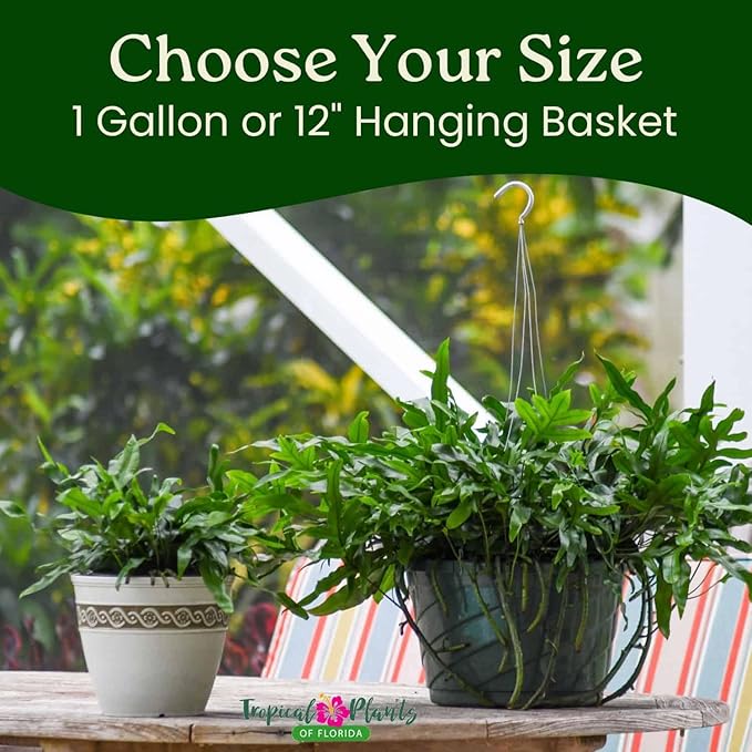 Kangaroo Paw Fern Plant - Small Fern Plants Live - Overall Height 10" to 14" - 1 Gallon Pot - Tropical Plants of Florida