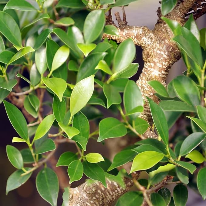 Brussel's Bonsai - Live Golden Gate Ficus Bonsai Tree in Ceramic Bonsai Pot, Indoor Bonsai Plant, 10 Years Old, 16-20 Inches Tall, Easy Care Houseplant for Home or Office (Large, Green)